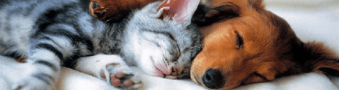 Просто Рыжий-)